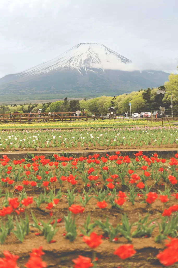 Japan Mt Fuji in a field of flowers